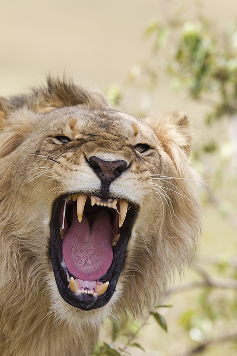 lion  Panthera leo  Young Male Lion Roaring, Masai Mara National Reserve, Kenya, by Christina Krutz   Design Pics