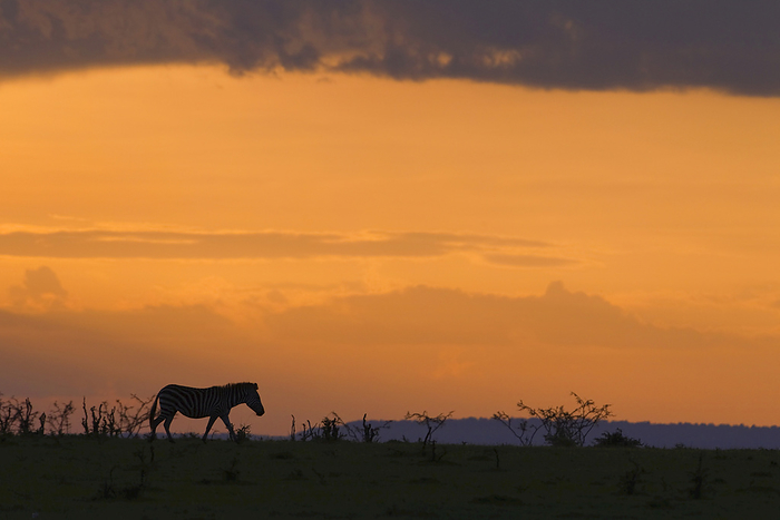 Masai Mara National Reserve, Kenya Silhouette of Burchell s Zebra at Sunset, Masai Mara National Reserve, Kenya, by Christina Krutz   Design Pics