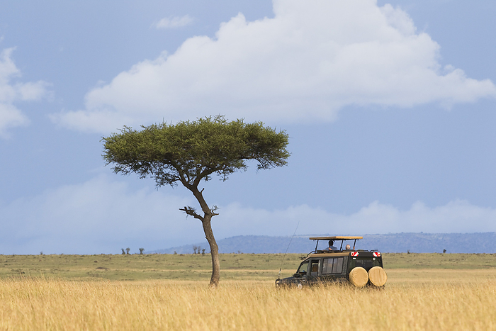 Masai Mara National Reserve, Kenya Safari Vehicle, Masai Mara National Reserve, Narok District, Rift Valley Province, Kenya, by Christina Krutz   Design Pics