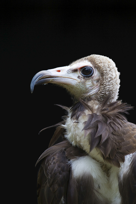 Portrait of Hooded Vulture, by Christina Krutz / Design Pics
