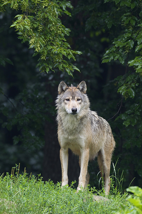 Timber Wolf in Game Reserve, Bavaria, Germany, by Christina Krutz / Design Pics