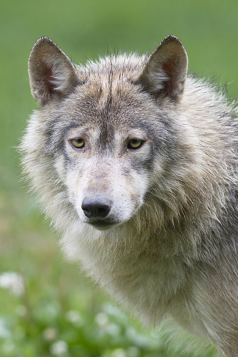 Portrait of Timber Wolf, Bavaria, Germany, by Christina Krutz / Design Pics