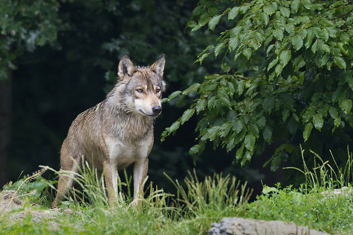 Timber Wolf in Game Reserve, Bavaria, Germany, by Christina Krutz / Design Pics