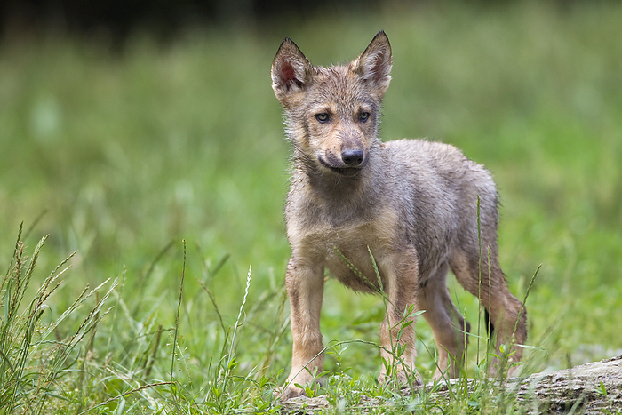 Timber Wolf Cub, Bavaria, Germany, by Christina Krutz / Design Pics