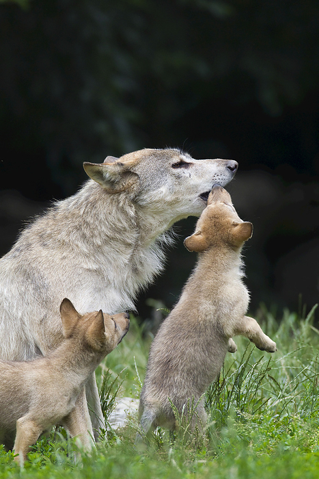 Timber Wolf Cubs Begging for Food, Bavaria, Germany, by Christina Krutz / Design Pics