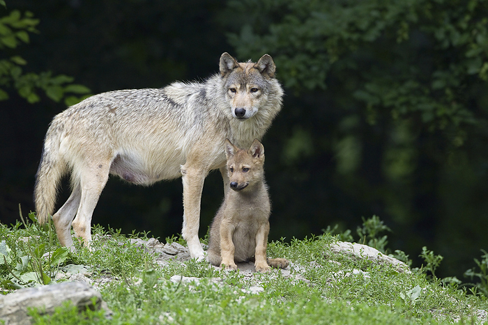 Timber Wolves in Game Reserve, Bavaria, Germany, by Christina Krutz / Design Pics