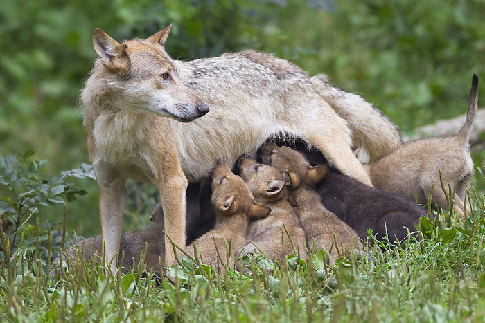 Timber Wolf Nursing Cubs, Bavaria, Germany, by Christina Krutz / Design Pics