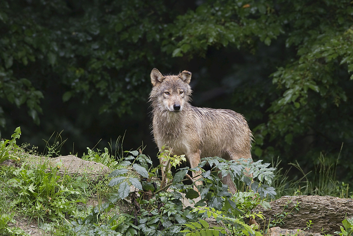 lobo Eastern Wolf  Canis lupus lycaon  in Game Reserve, Bavaria, Germany, by Christina Krutz   Design Pics