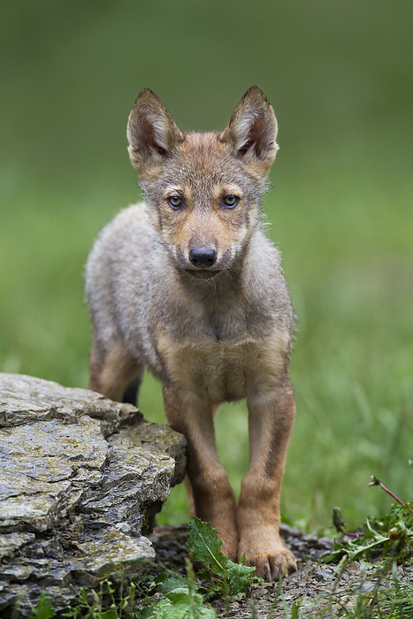 lobo Eastern Wolf  Canis lupus lycaon  Pup in Game Reserve, Bavaria, Germany, by Christina Krutz   Design Pics