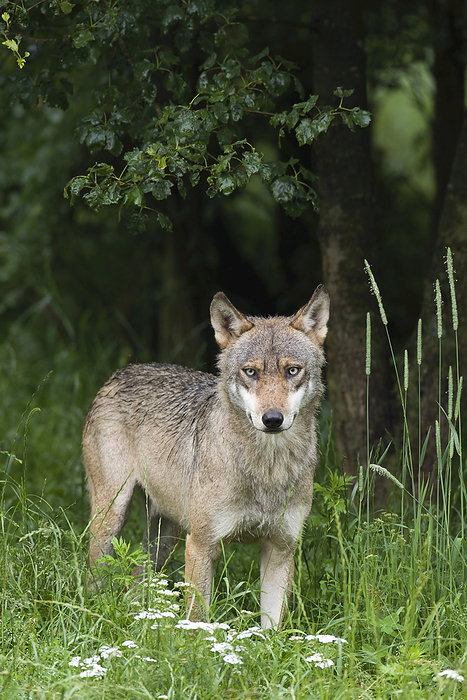 European wolf  Canis lupus europaeus  European Wolf  Canis lupus lupus  in Game Reserve, Germany, by Christina Krutz   Design Pics