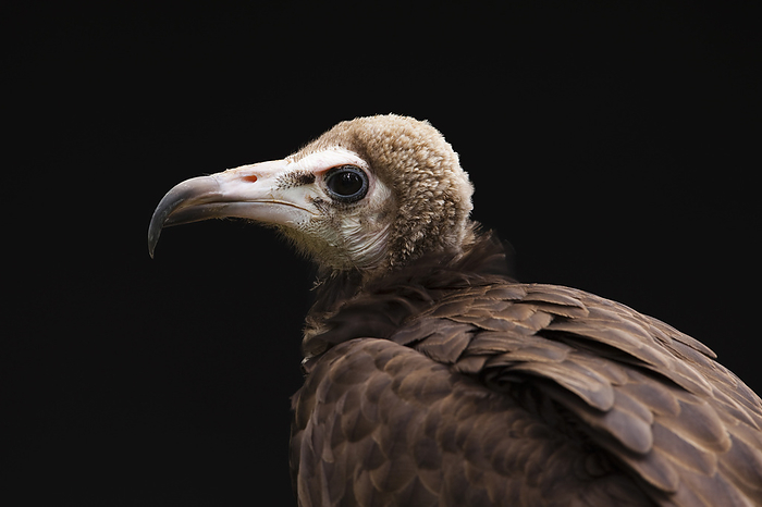 hooded vulture  Gypaetus barbatus  Portrait of Hooded Vulture  Necrosyrtes monachus , Studio Shot, by Christina Krutz   Design Pics