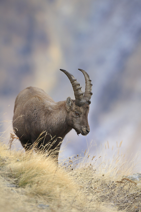 ibex Alpine Ibex  Capra ibex , Gran Paradiso National Park, Italy, by Christina Krutz   Design Pics