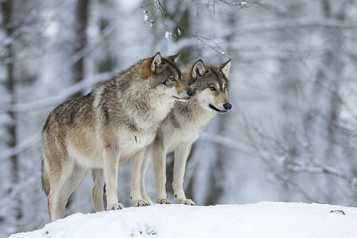 Two wolves (Canis lupus) in winter, by Christina Krutz / Design Pics