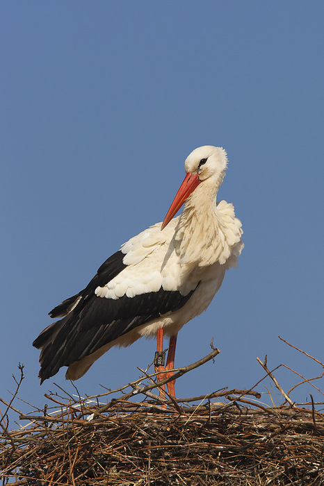 white stork  Ciconia ciconia  White Stork  Ciconia ciconia  Standing on Nest, Germany, by Christina Krutz   Design Pics