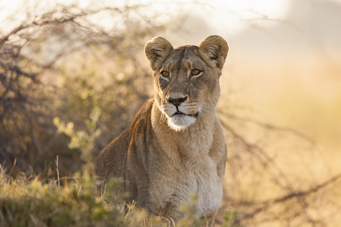 lion  Panthera leo  Portrait of an African lioness  Panthera leo  sitting in the brush at the Okavango Delta in Botswana, Africa, by Christina Krutz   Design Pics