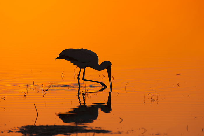 African crested ibis Silhouette of a yellow billed stork  Mycteria ibis  hunting in a pool at sunrise at the Okavango Delta in Botswana, Africa, by Christina Krutz   Design Pics