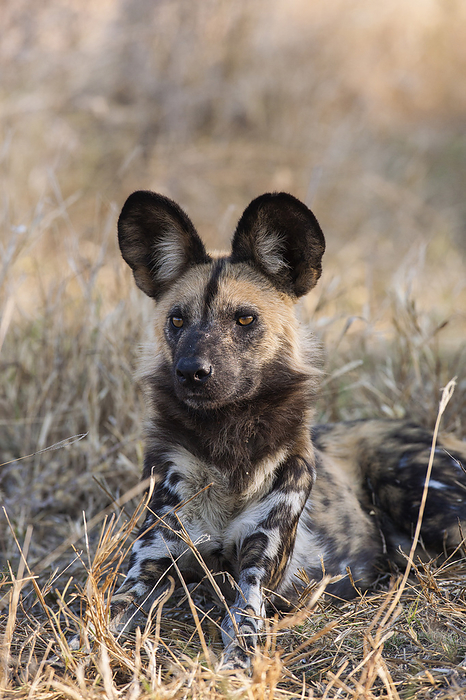 African wild dog  Lycaon pictus  Portrait of a wild dog  Lycaon pictus  lying in the grass looking into the distance at the Okavango Delta in Botswana, Africa, by Christina Krutz   Design Pics