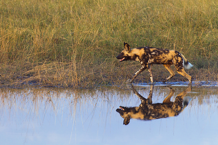 African wild dog  Lycaon pictus  Wild dog  Lycaon pictus  walking in the grass next to a watering hole at the Okavango Delta in Botswana, Africa, by Christina Krutz   Design Pics