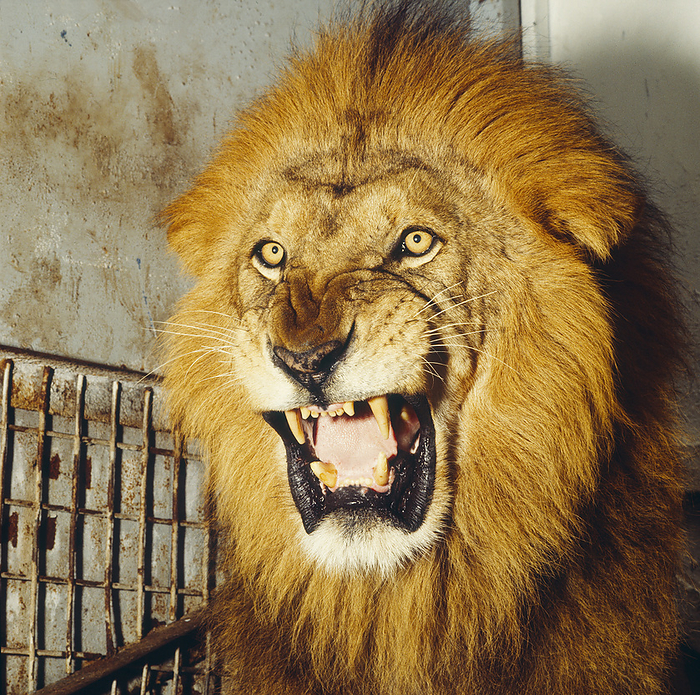 Lion Roaring, by Colin Bourke / Design Pics
