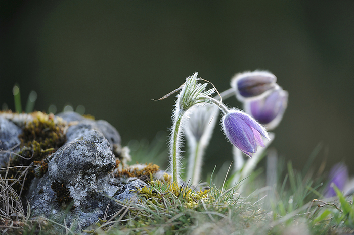 Blooms of a Pulsatilla (Pulsatilla vulgaris) in the grassland in early spring of Upper Palatinate, Bavaria, Germany, Europe., by David & Micha Sheldon / Design Pics
