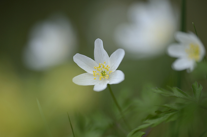 Close-up of windflower (Anemone nemorosa) blossoms in a meadow in spring, Bavaria, Germany, by David & Micha Sheldon / Design Pics
