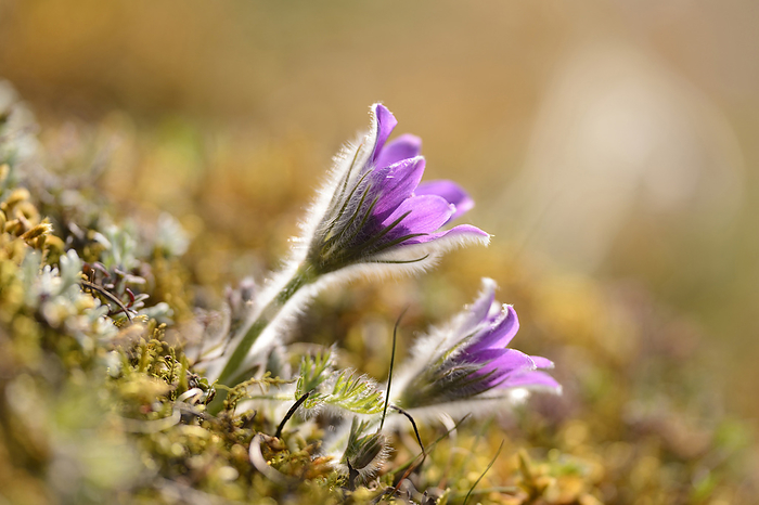 Close-up of a pasque flower (Pulsatilla vulgaris) blooming in a meadow in spring, Bavaria, Germany, by David & Micha Sheldon / Design Pics