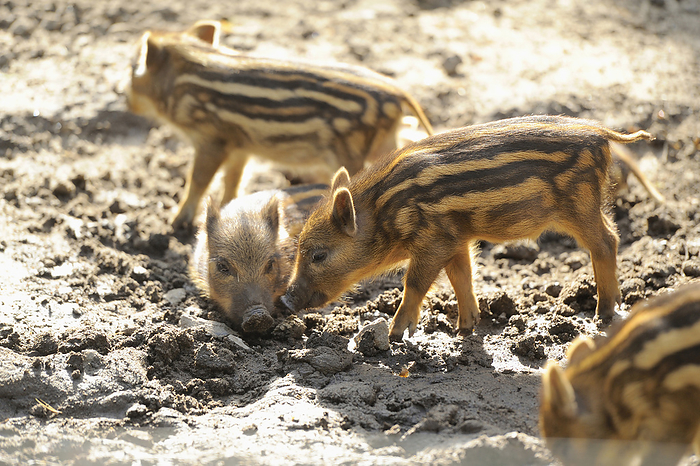 wild boar Close up of Wild boar or wild pig  Sus scrofa  piglets in a forest in early summer, Wildlife Park Old Pheasant, Hesse, Germany, by David   Micha Sheldon   Design Pics