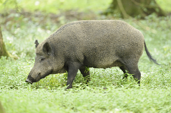 wild boar Close up of a Wild boar or wild pig  Sus scrofa  in a swamp in early summer, Wildpark Alte Fasanerie Hanau, Hesse, Germany, by David   Micha Sheldon   Design Pics