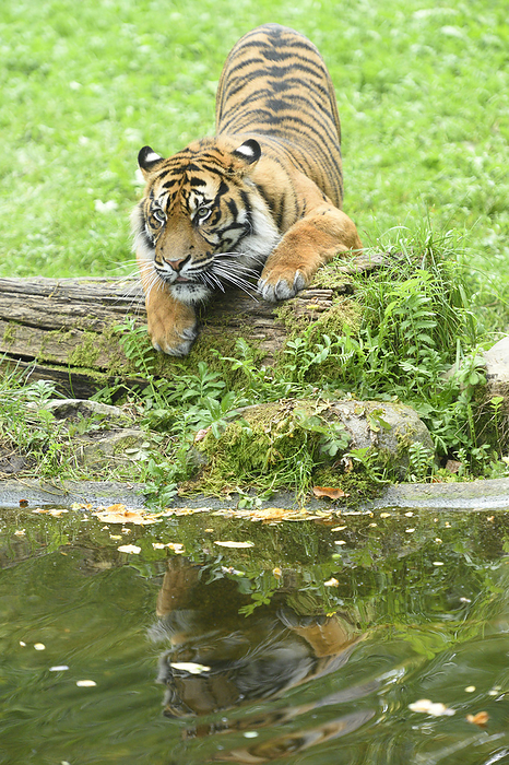 tiger  Panthera tigris  Sumatran Tiger  Panthera tigris sumatrae  on Meadow beside Lake in Summer, Zoo Augsburg, Swabia, Bavaria, Germany, by David   Micha Sheldon   Design Pics