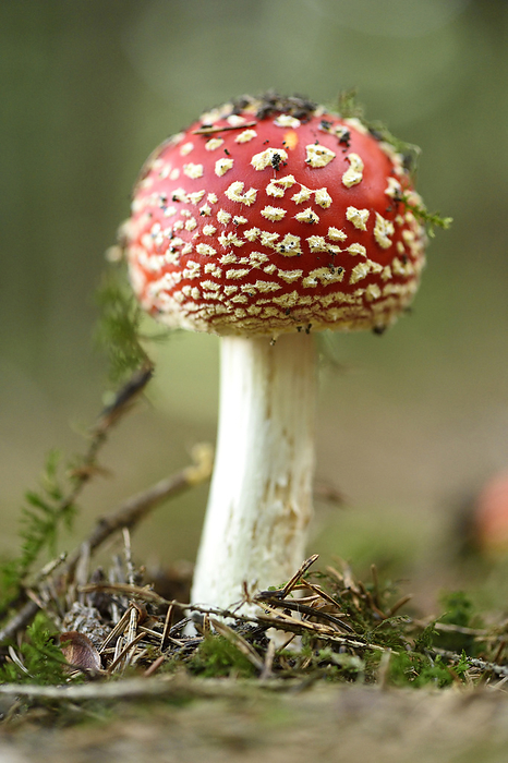 Close-up of Fly Agaric (Amanita muscaria) on Forest Floor in Late Summer, Upper Palatinate, Bavaria, Germany, by David & Micha Sheldon / Design Pics