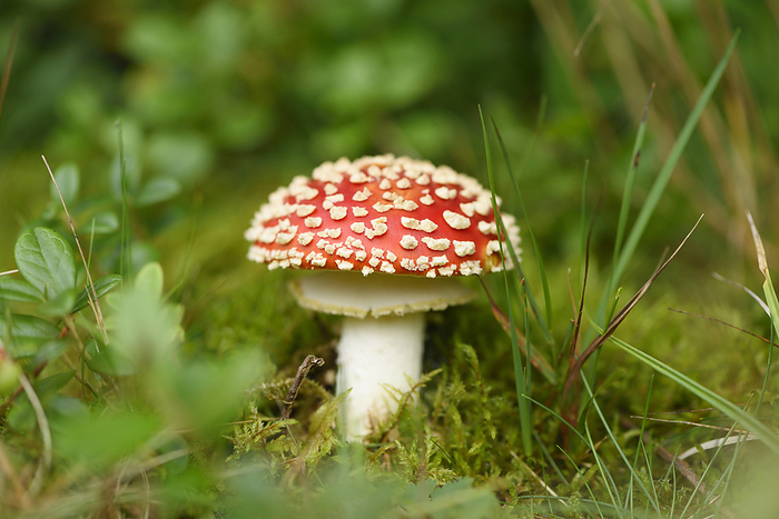Close-up of fly amanita (Amanita muscaria) mushroom in forest in early autum, Upper Palatinate, Bavaria, Germany, by David & Micha Sheldon / Design Pics