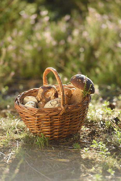 Close-up of a basket full of eatable mushrooms on the ground, in early autumn, Upper Palatinate, Bavaria, Germany, by David & Micha Sheldon / Design Pics