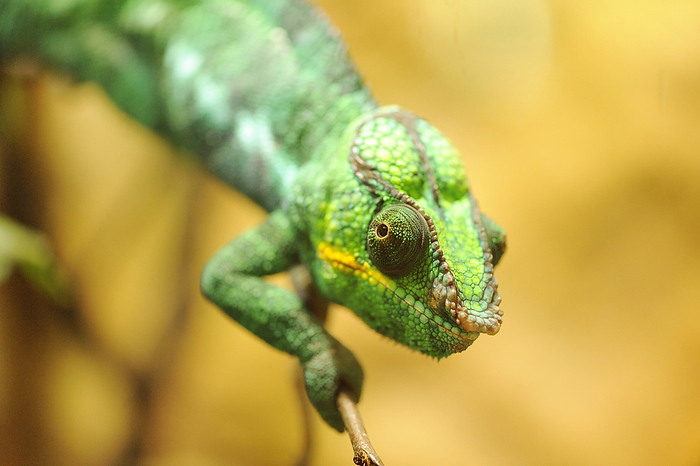 panther chameleon Close up of a panther chameleon  Furcifer pardalis  in a terrarium, Bavaria, Germany, by David   Micha Sheldon   Design Pics