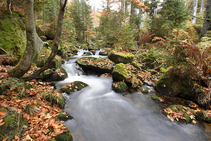 Bavarian Forest National Park, Germany Landscape of a river  Kleine Ohe  flowing through the forest in autumn, Bavarian Forest National Park, Bavaria, Germany, by David   Micha Sheldon   Design Pics