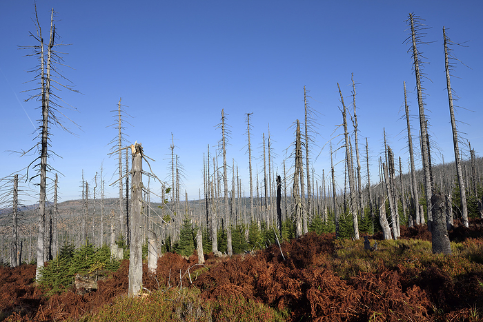 Bavarian Forest National Park, Germany Scene of forest with dead, Norway spruce trees  Picea abies  killed by bark beetle  Scolytidae  in the Bavarian Forest National Park, Bavaria, Germany, by David   Micha Sheldon   Design Pics