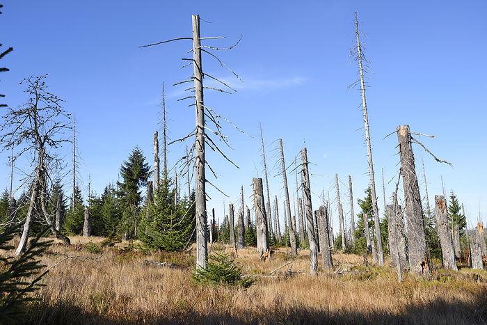 Bavarian Forest National Park, Germany Scene of forest with dead, Norway spruce trees  Picea abies  killed by bark beetle  Scolytidae  in the Bavarian Forest National Park, Bavaria, Germany, by David   Micha Sheldon   Design Pics