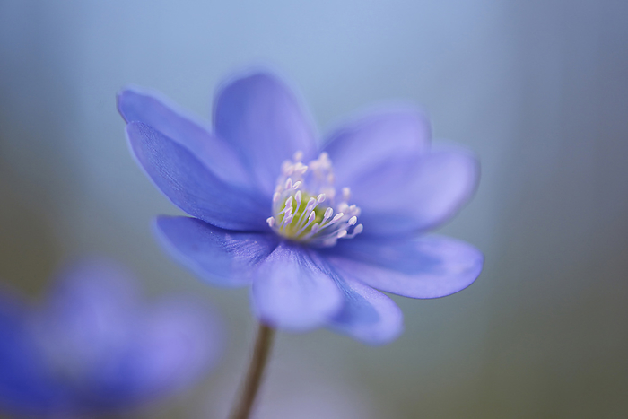 Close-up of a Common Hepatica (Anemone hepatica) flowering in spring, Bavaria, Germany, by David & Micha Sheldon / Design Pics