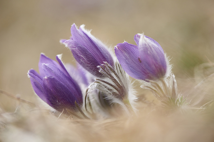 Close-up of a common pasque flower (Pulsatilla vulgaris) flowering in spring, Bavaria, Germany, by David & Micha Sheldon / Design Pics