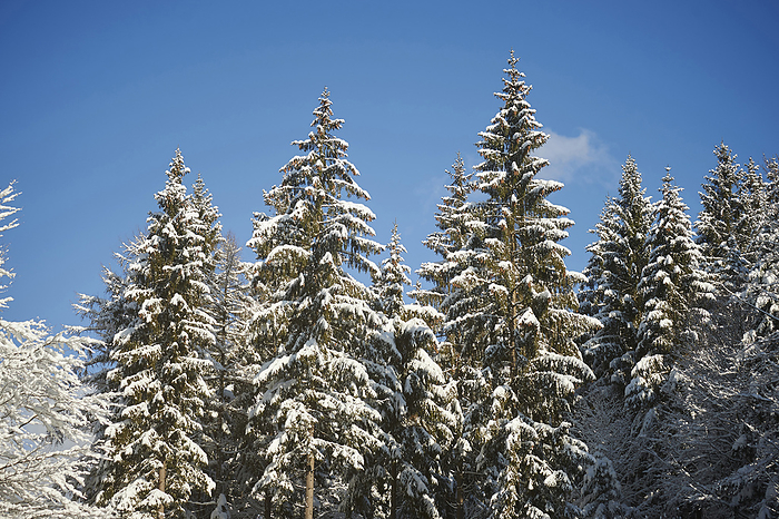Snow covered Norway spruce (Picea abies) trees in forest in winter, Bavarian Forest, Bavaria, Germany, by David & Micha Sheldon / Design Pics