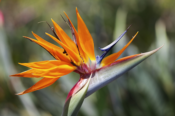 Hawaii Bird of Paradise Flower, Kauai, Hawaii, USA, by Ed Gifford   Design Pics