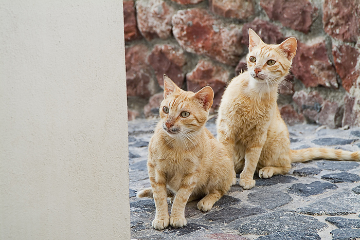 Cats on Cobblestone, Oia, Santorini, Cyclades Islands, Greece, by Garry Black / Design Pics