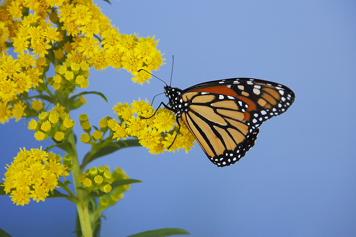 America Monarch Butterfly on Goldenrod, Hyannis, Cape Cod, Massachusetts, USA, by Garry Black   Design Pics