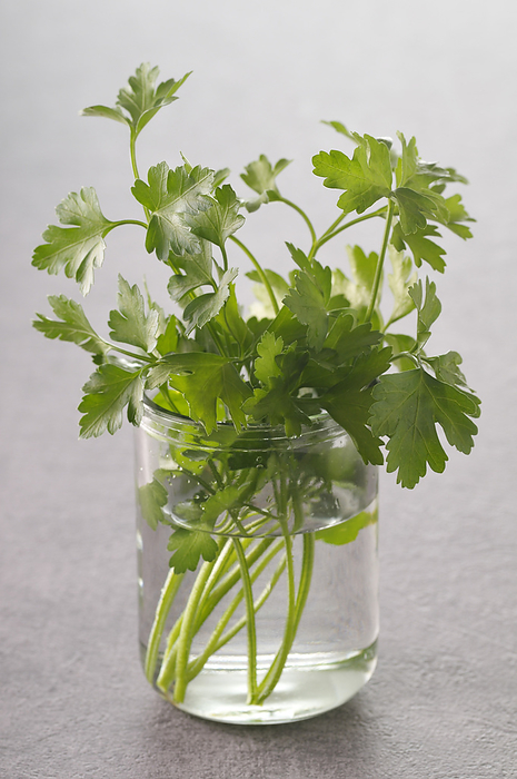 Cilantro in Glass of Water, by Jean- Christophe Riou / Design Pics