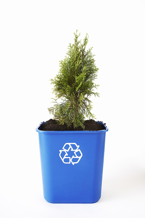 Tree Planted in Recycling Bin, by Jodi Pudge / Design Pics