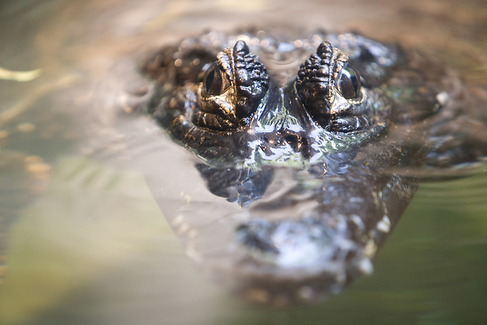 Crocodile Peeking Above Water, by John Lee / Design Pics