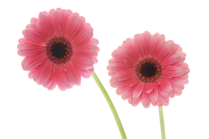 Pink Gerbera Daisy, by Martin Ruegner / Design Pics