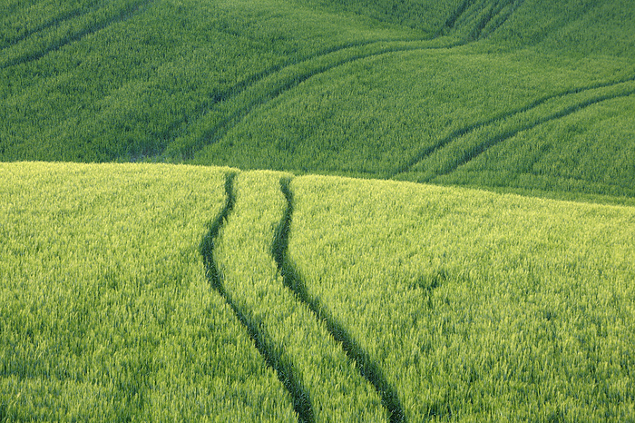 Close up of Wheat Field with Tire Tracks, Pienza, Val d'Orcia, Siena Province, Tuscany, Italy, by Martin Ruegner / Design Pics