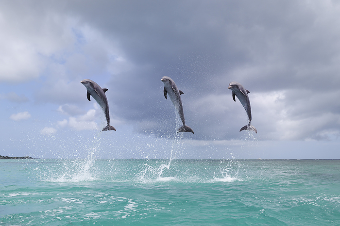 Common Bottlenose Dolphins Jumping in Sea, Roatan, Bay Islands, Honduras, by Martin Ruegner / Design Pics