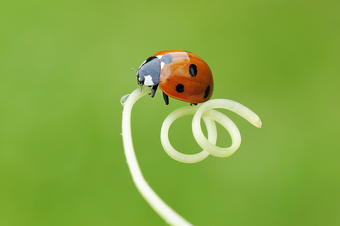 Seven Spot Ladybird, Franconia, Bavaria, Germany, by Martin Ruegner / Design Pics