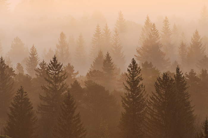 Morning Mist, Isar Valley, Bad Tolz-Wolfratshausen, Upper Bavaria, Bavaria, Germany, by Martin Ruegner / Design Pics